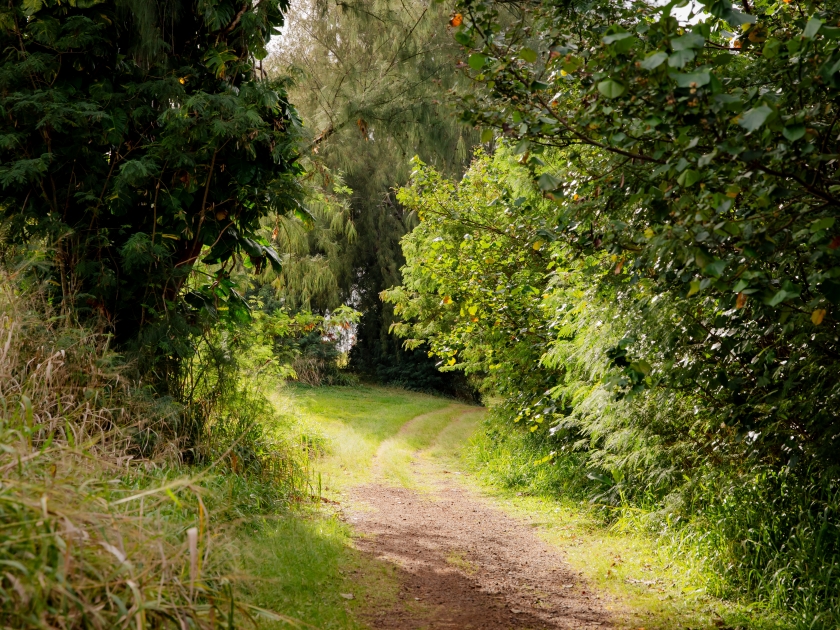 The old Club Med trailhead, a hiking trail with lush greenery leading to Puu Poa Beach, Princeville, north shore of Kauai, Hawaii