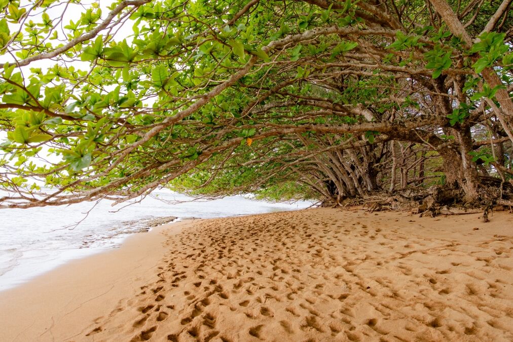 Puu Poa beach in Princeville, north shore of Kauai, Hawaii, a narrow sandy beach between Hanalei Bay and 1 Hotel with lush trees growing along it and giving shade