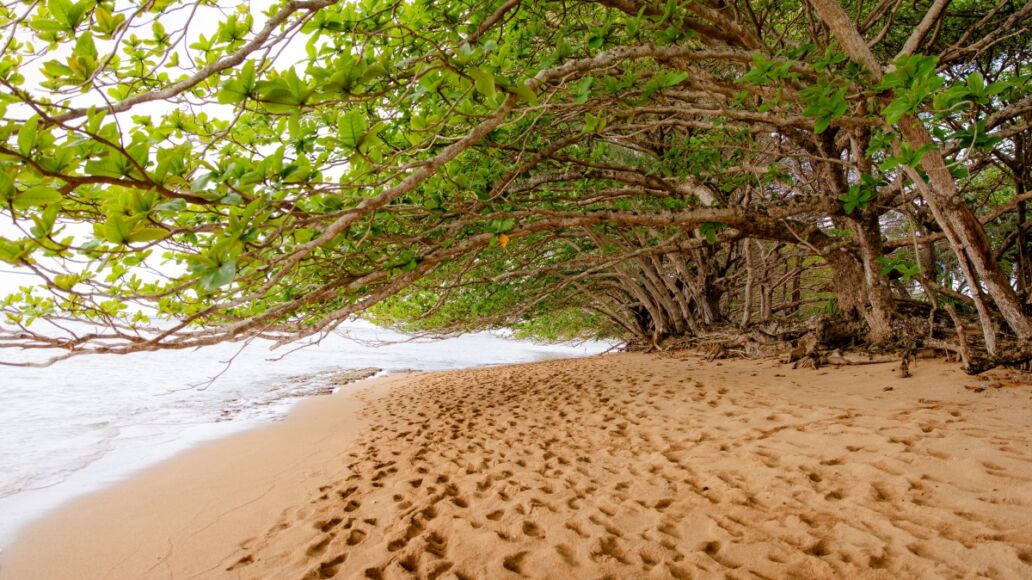 Puu Poa beach in Princeville, north shore of Kauai, Hawaii, a narrow sandy beach between Hanalei Bay and 1 Hotel with lush trees growing along it and giving shade