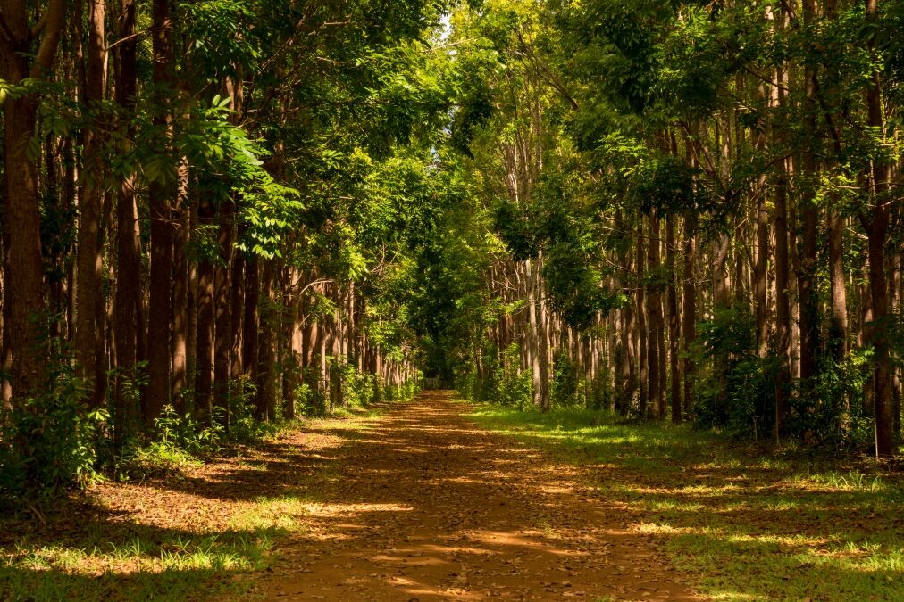 Pathway of the Wai Koa Loop trail or track leads through plantation of Mahogany trees in Kauai, Hawaii, USA