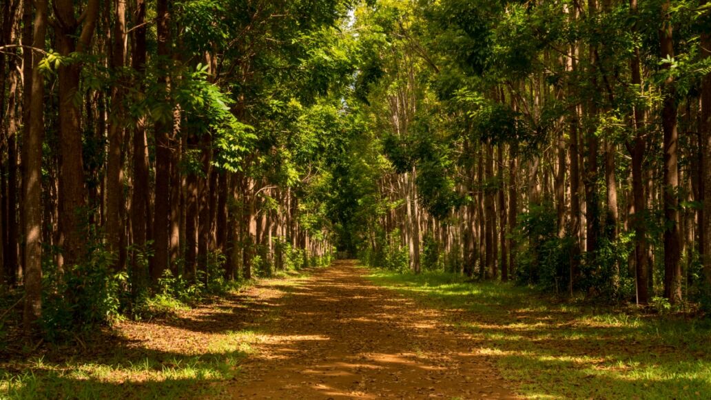 Pathway of the Wai Koa Loop trail or track leads through plantation of Mahogany trees in Kauai, Hawaii, USA