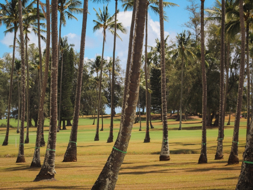 Wailua golf course palm trees in beautiful formation