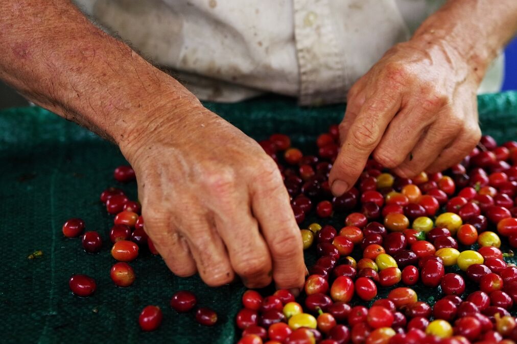 Raw coffee beans