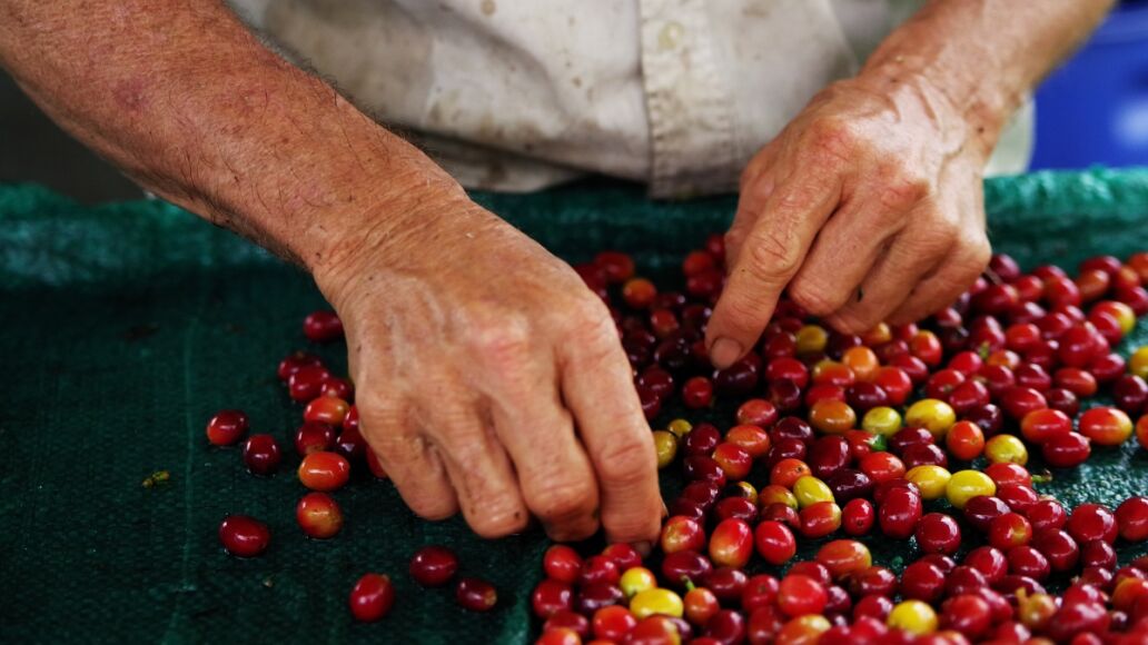 Raw coffee beans