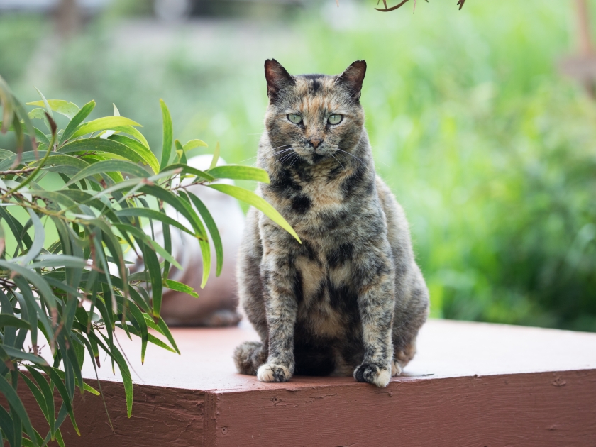 Lanai cat sanctuary resident
