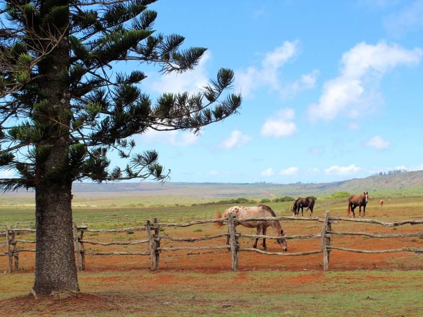 Lanai Horses Hawaii