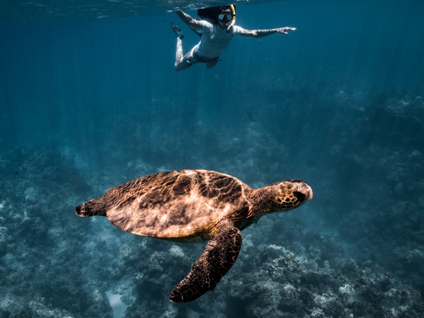 woman snorkeling with a green sea turtle off the coast of lanai, Hawaii. maui, county Hawaii. green sea turtles in the ocean with the reef.