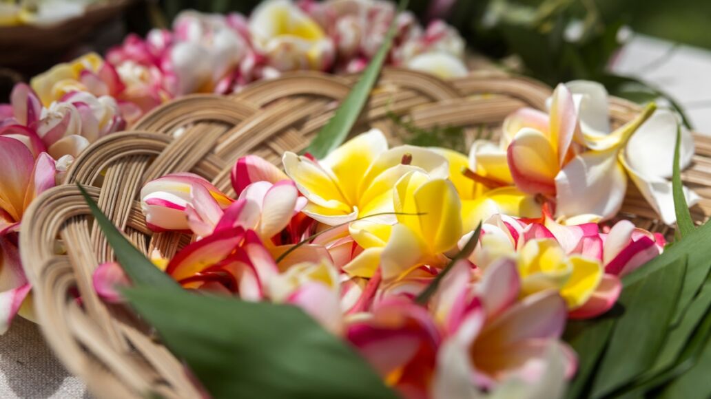 Woman making Hawaiian Lei and Hahu. Process of Handmade flower crown made from Hawaii flower Plumeria.