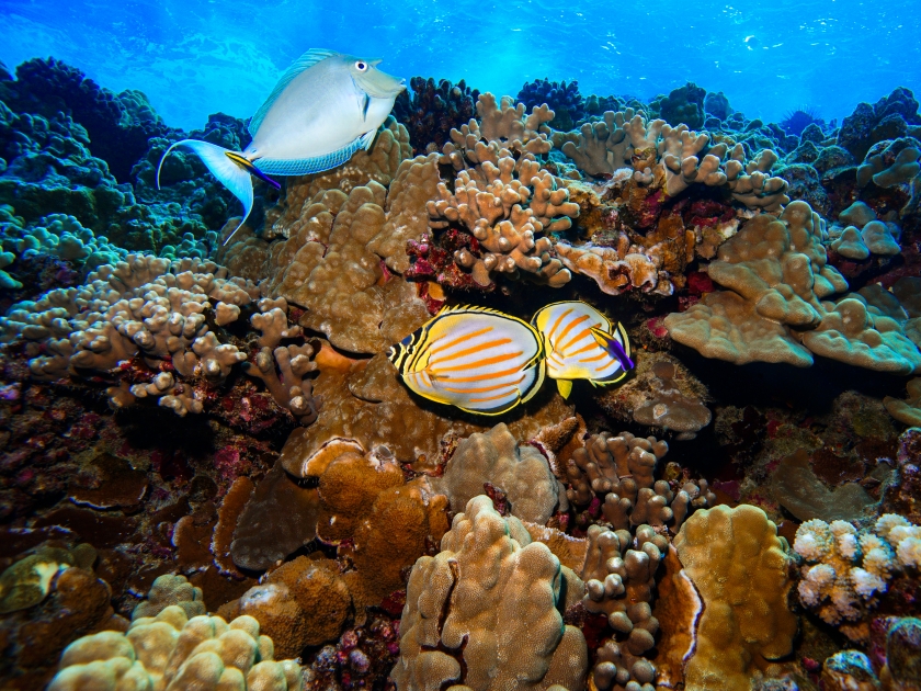 Molokini Crater Hawaii, Cleaning Station