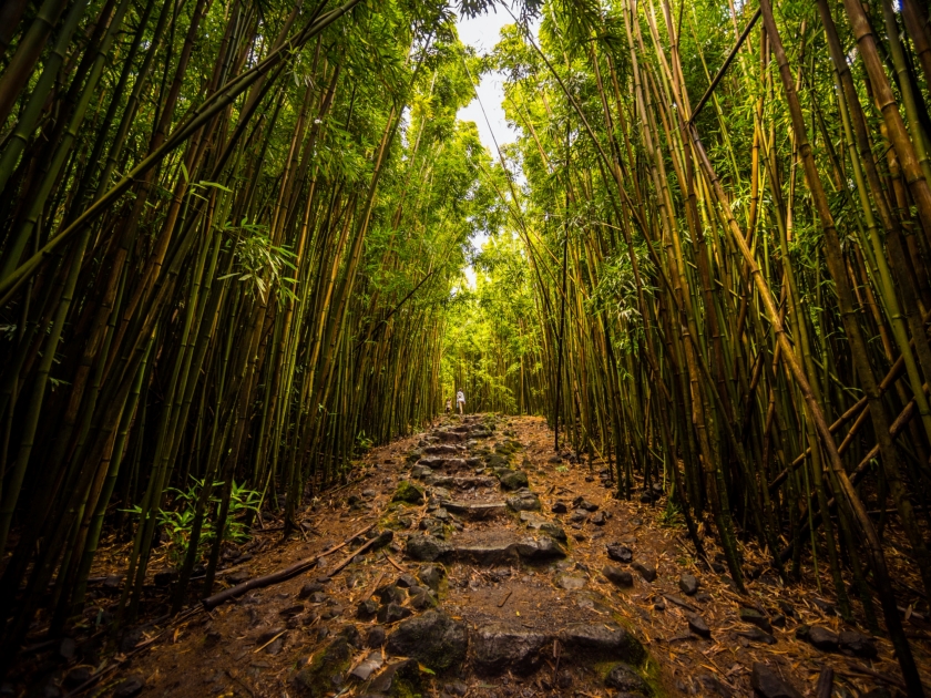 Hiking through the bamboo forest in Maui