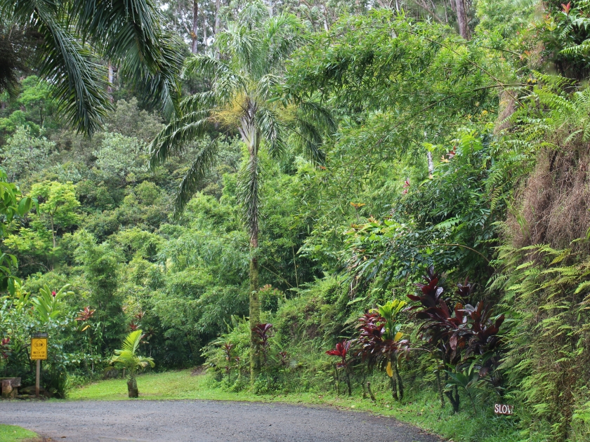 Driving into the Garden of Eden Arboretum, a rainforest, tropical paradise in Haiku, Maui, Hawaii, USA