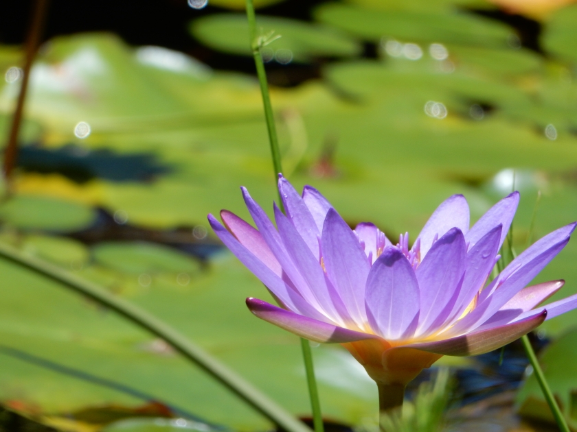 Purple flower in the Garden of Eden Arboretum in Maui, Hawaii, USA.