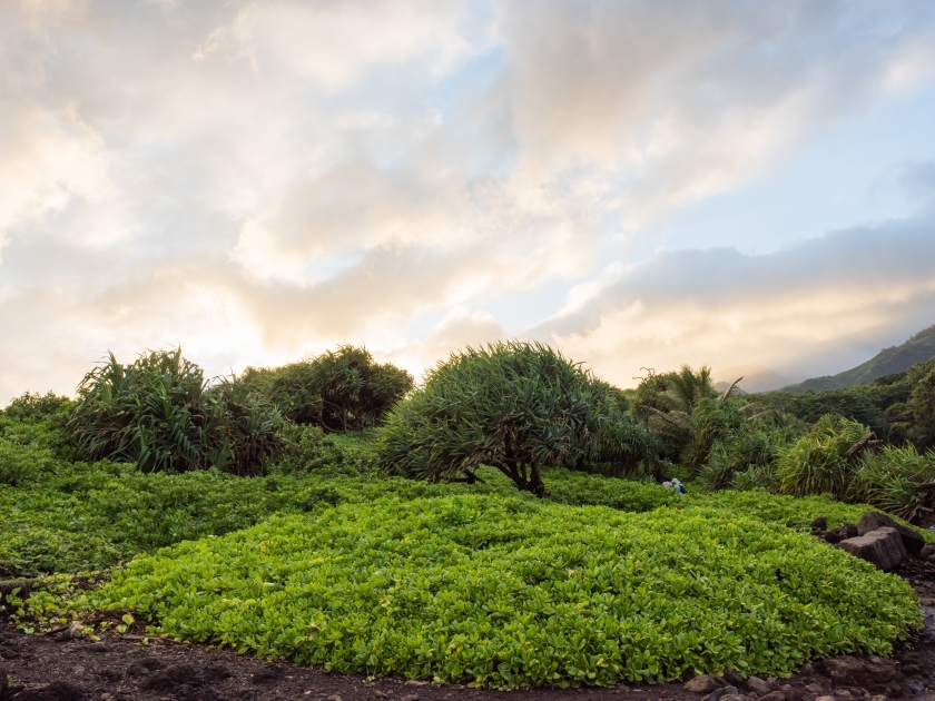 Kipahulu District of Haleakala National Park in Hana on the island of Maui.