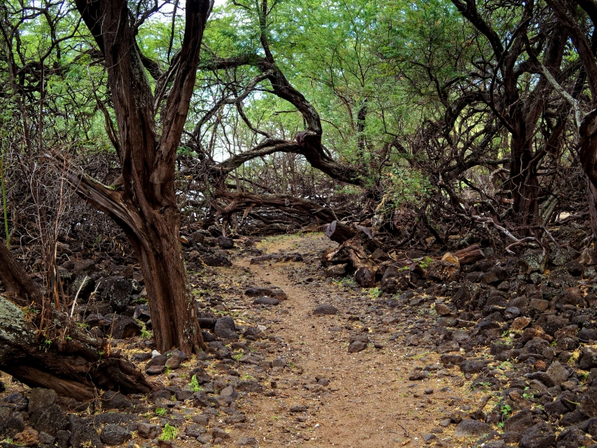 Eerie forest along Hoapili trail in Maui, Hawaii