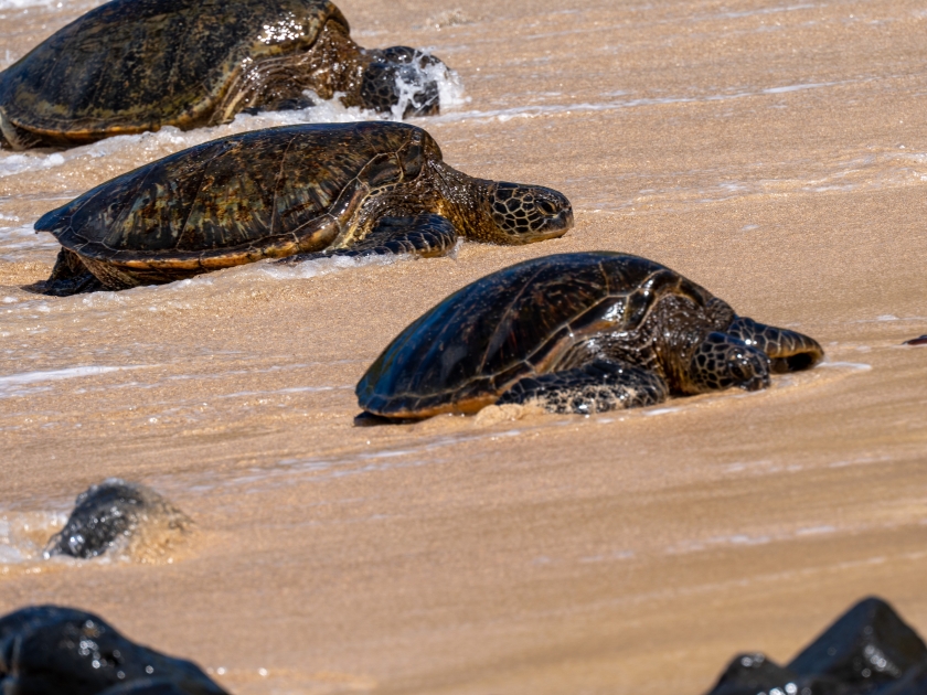 Giant Sea Turtles at Ho’okipa Beach off of the Road to Hana in Maui, Hawaii