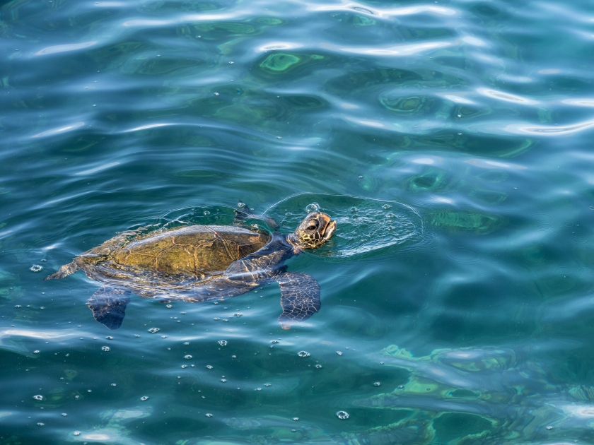 Green sea turtle coming up for air while swimming in the blue waters of the pacific ocean around underwater lava rocks, Kamaole Beach Park II, Maui, Hawaii