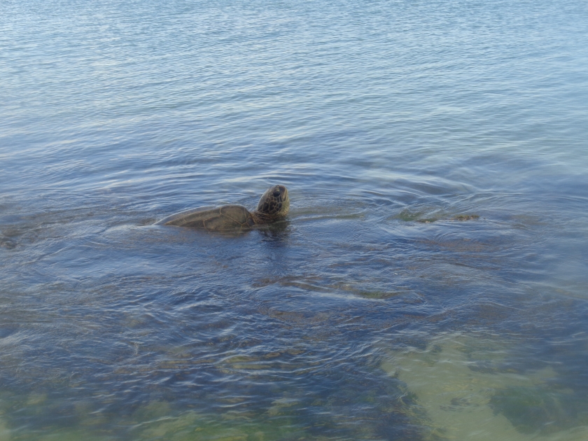 Kanaha Beach Park - Sea turle