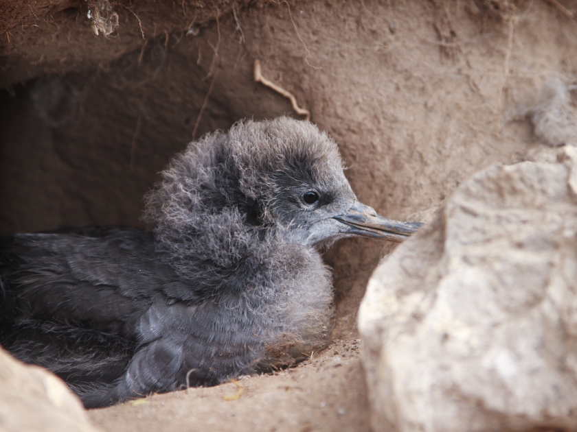 A wedge tailed shearwater along the Kapalua Coastal Trail in Maui, Hawaii