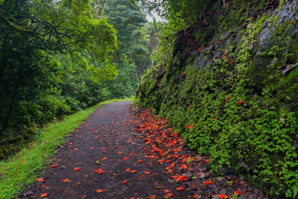 Path strewn with red flowers through a lush forest in Maui, Hawaii