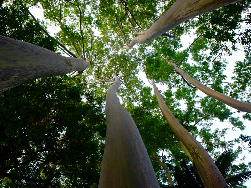 Rainbow eucalyptus (gum) trees at Ke'anae Arboretum on the Road to Hana in East Maui, Hawaii.