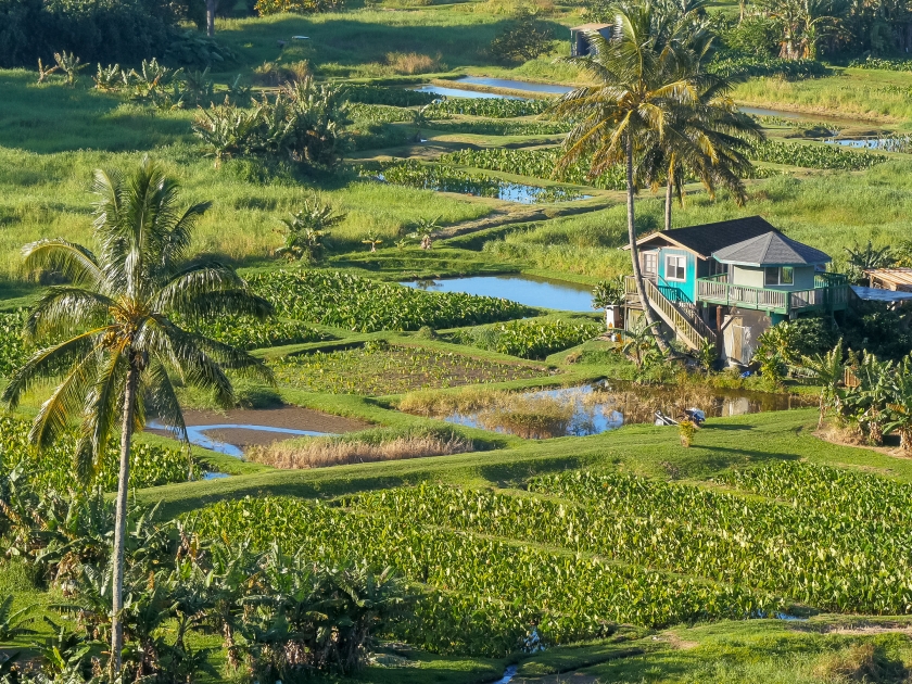 close up high angle view of taro fields at the keanae peninsula on maui's road to hana