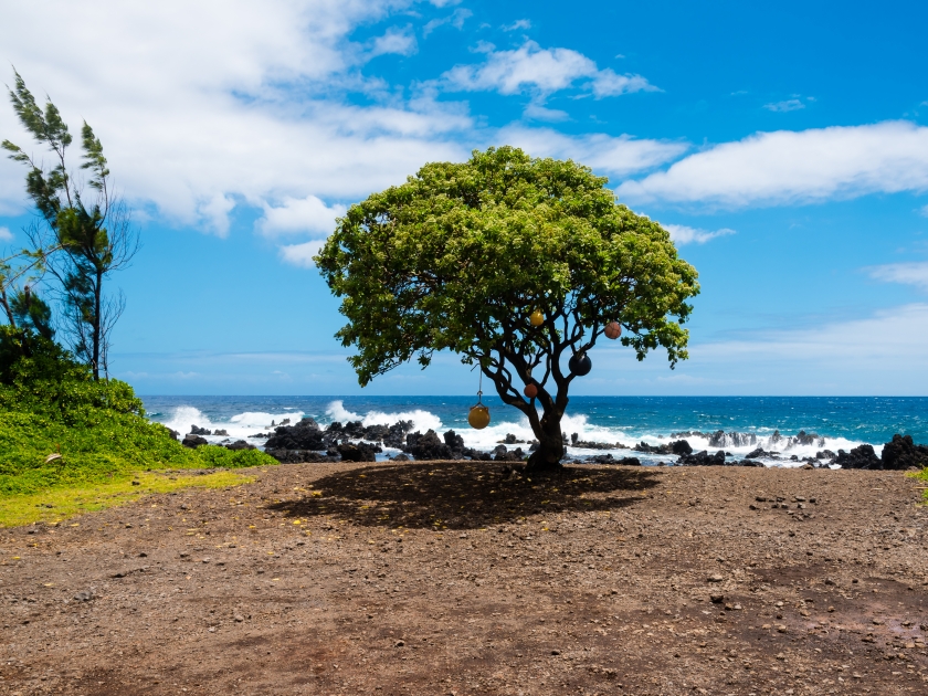 Lonely tree with buoys on Keanae Point, Maui