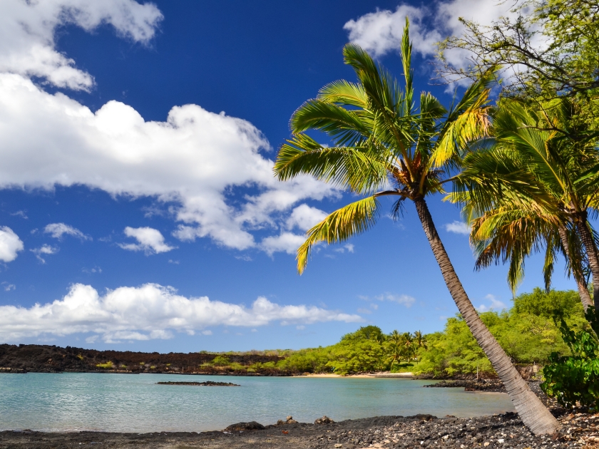 Stunning beach at La Perouse Bay near Makena Beach on the island of Maui, Hawaii.Vast lava fields make La Perouse Bay a famous tourist attraction. Beautiful palm tree on the beach. Focus on palm tree.