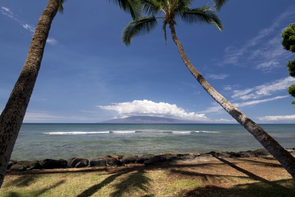 Palm trees at Launiupoko Beach Park, near Lahaina, Maui, Hawaii