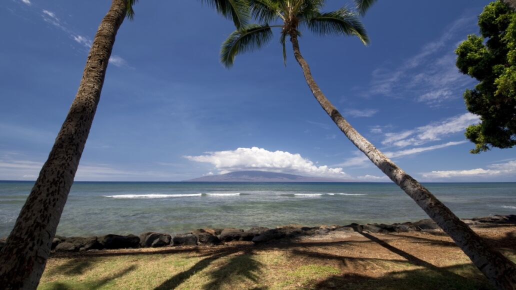 Palm trees at Launiupoko Beach Park, near Lahaina, Maui, Hawaii