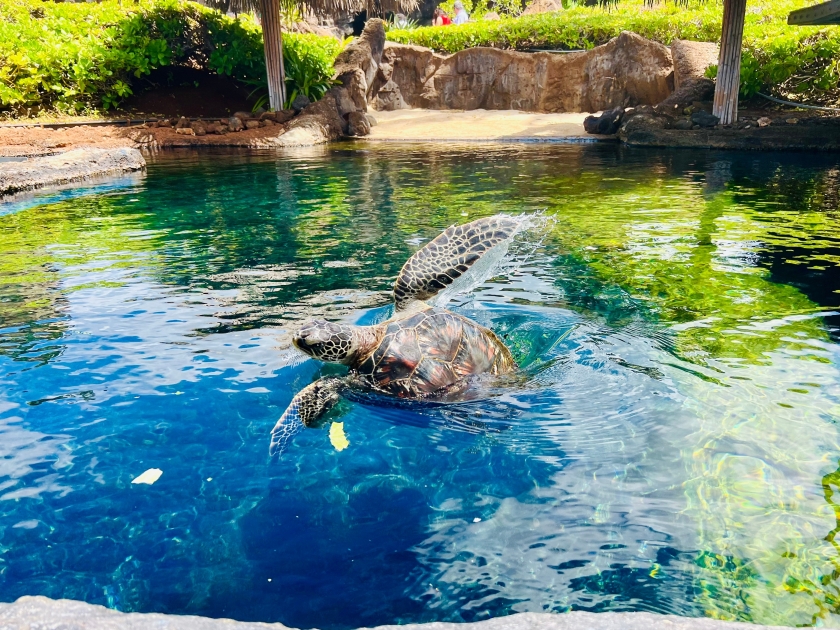 Green Sea Turtle (Maui Ocean Center)