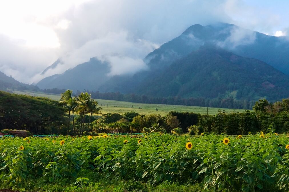 Sunflowers at Maui Tropical Plantation