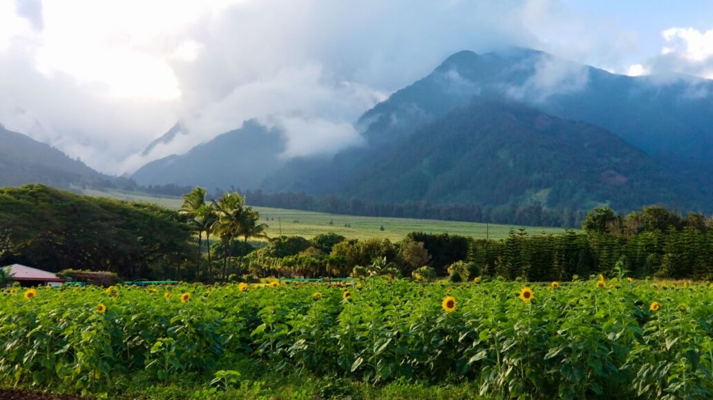 Sunflowers at Maui Tropical Plantation