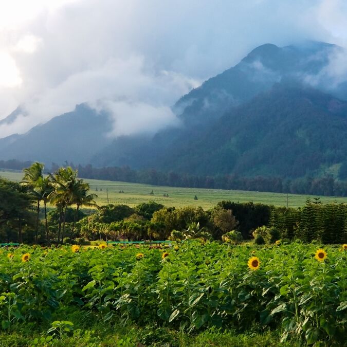 Sunflowers at Maui Tropical Plantation