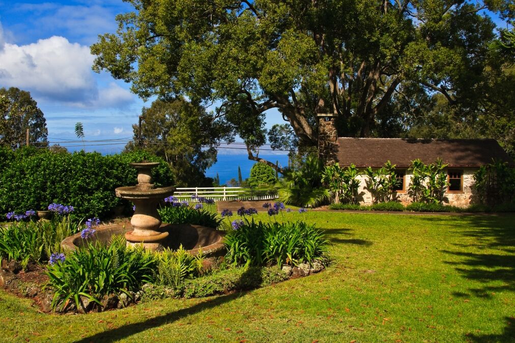 garden at a vineyard in Hawaii