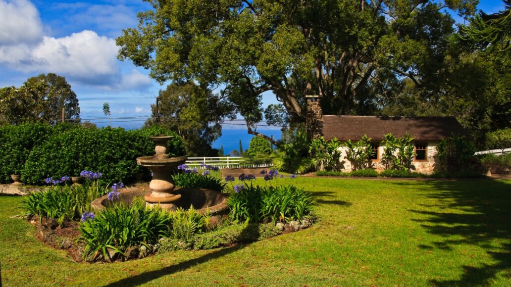 garden at a vineyard in Hawaii