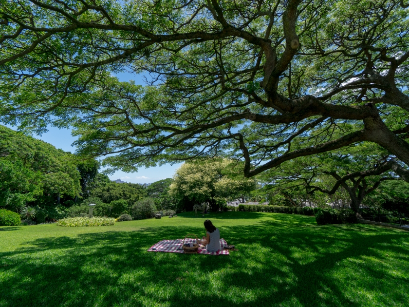 Beautiful picnic under a giant green tree in Hawaii