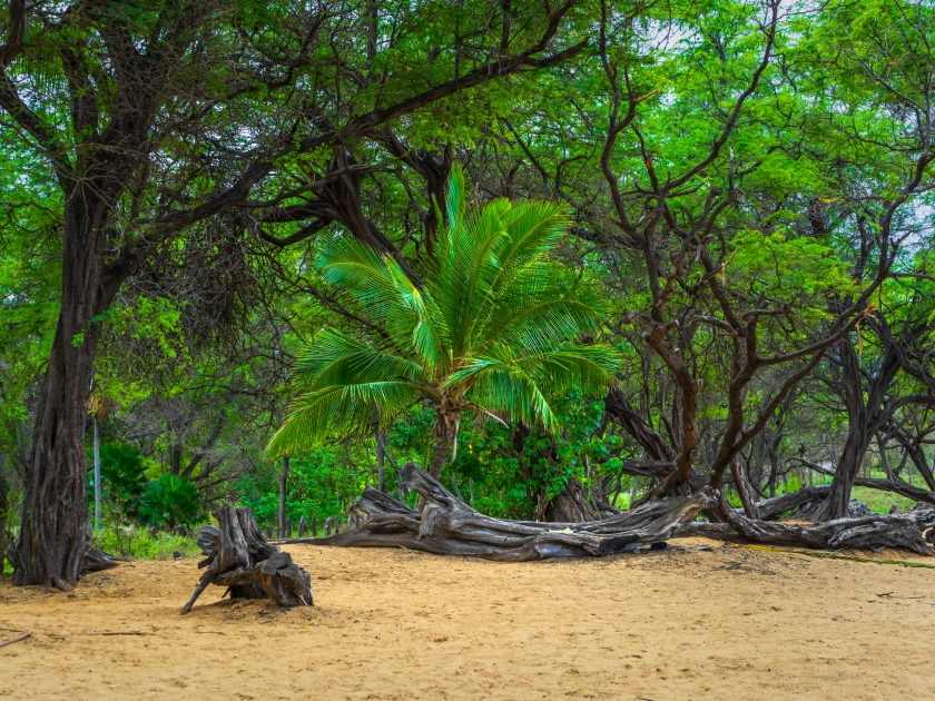 Dark trees with palm tree at Po'olenalena Beach in Maui, Hawaii