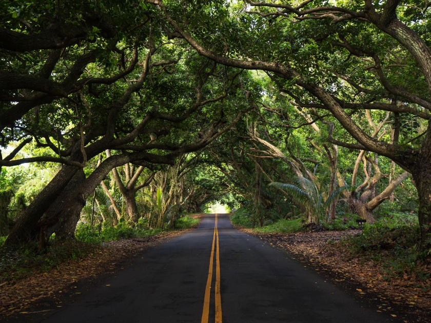 Road for Hana in the forest, hawaii, usa