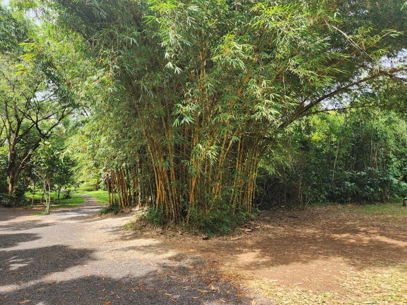 bamboo tree in twin falls near Hana in Maui Hawaii september 2022