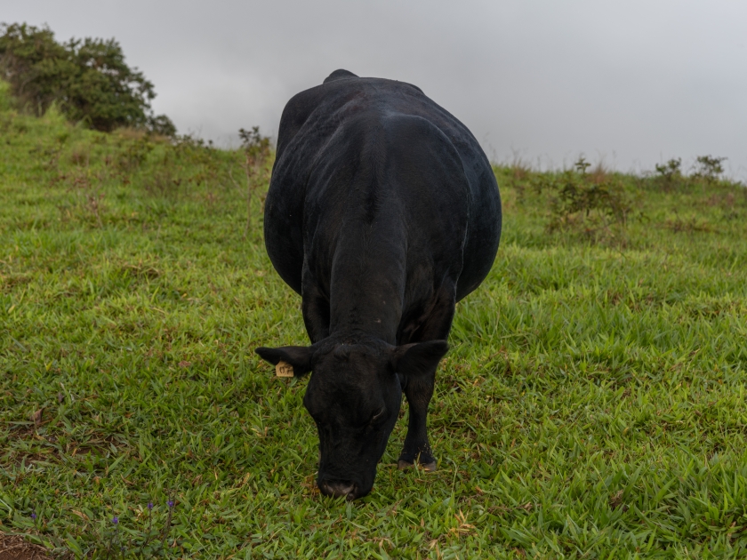 Cow grazing in the West Maui Mountains along the Waihee Ridge Trail, Hawaii