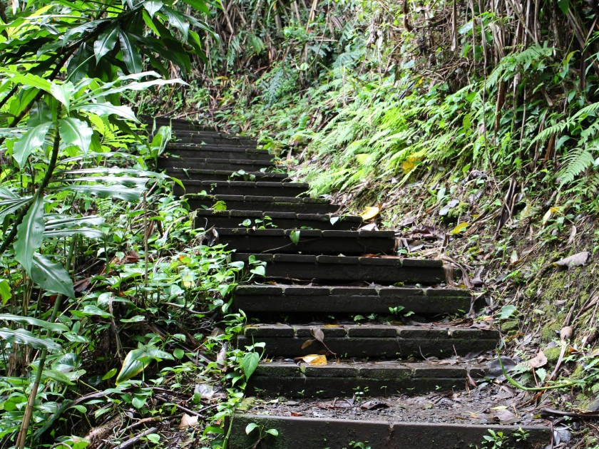 Stairs on the Waikamoi Nature Trail, a dirt and pebble path through a rainforest in Haiku, Maui on the road to Hana