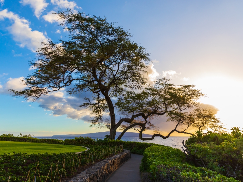 View of beautiful Wailea Beach Walk and stunning tree near sunset time in Wailea on Maui island, Hawaii