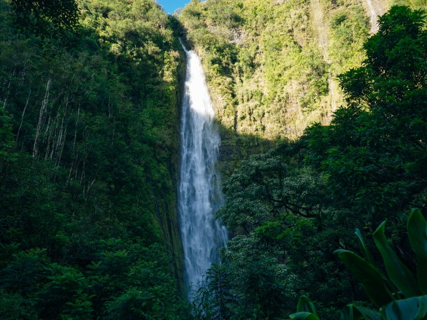 Path through dense bamboo forest, leading to famous Waimoku Falls. Popular Pipiwai trail in Haleakala National Park on Maui, Hawaii, USA