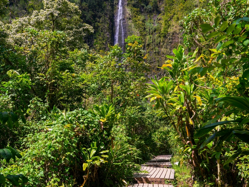 Boardwalk heading towards the Waimoku Falls at the end of the Pipiwai Trail in the Haleakala National Park on the road to Hana, east of Maui island, Hawaii, United States