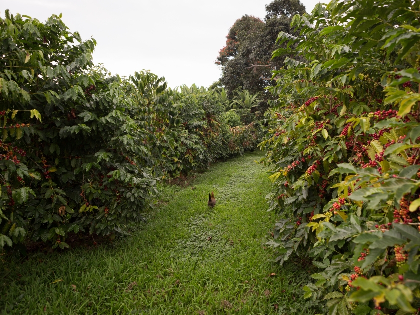 Greenwell Coffee Farm on Big Island Hawaii