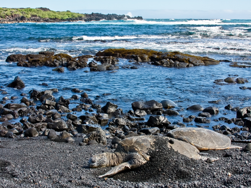 Green Sea Turtles on Black Sand Beach