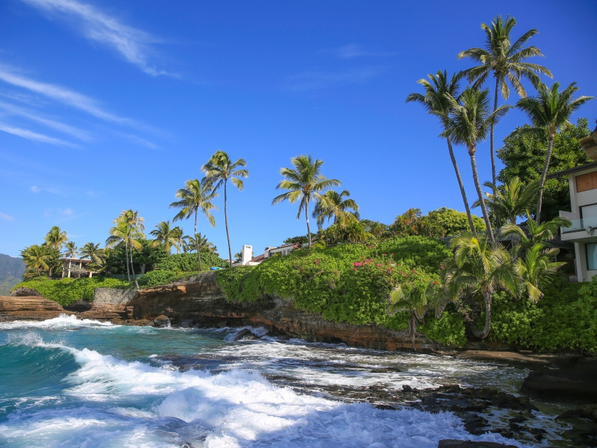 Palm coconut tree on the coast Honolulu Oahu Hawaii sky