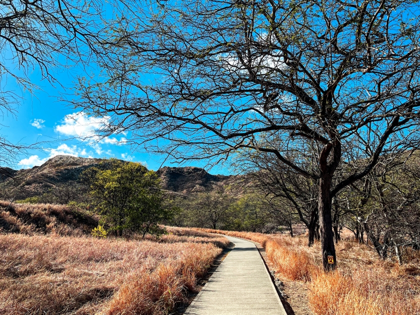 Volcanic landscapes of Hawaii with clear blue sky above dry land and leafless trees. Astonishing nature depends on the climate and ecology. Perfect place for hiking as the footpath is leading away.