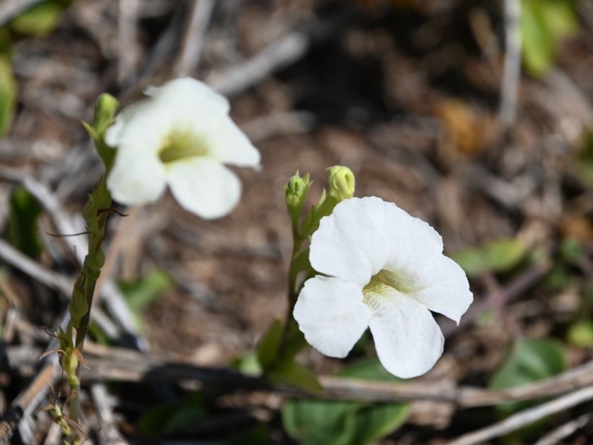 Two 5-petal white flowers growing on the Beach Trail, Kaena Point, Oahu Hawaii