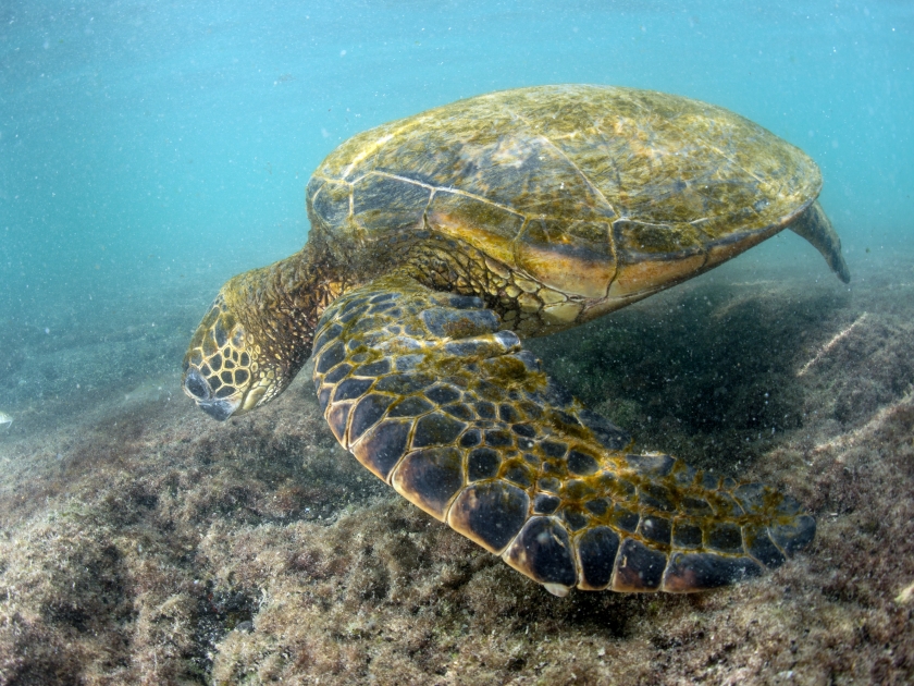 green turtle underwater while eating near the beach in Hawaii at Kahaluu Beach Park